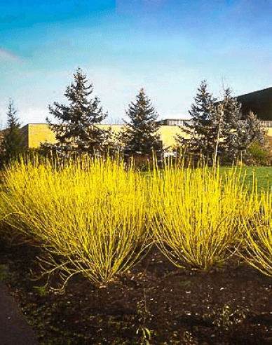 Svíb biely "FLAVIRAMEA" 10l