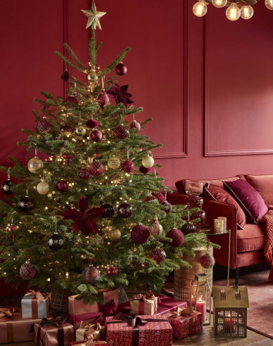 Jedľa normandská (kaukazská) 120/140 cm, kont.