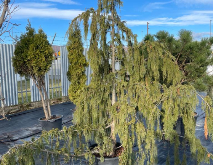 Cypruštek nutkanský  ´Pendula´