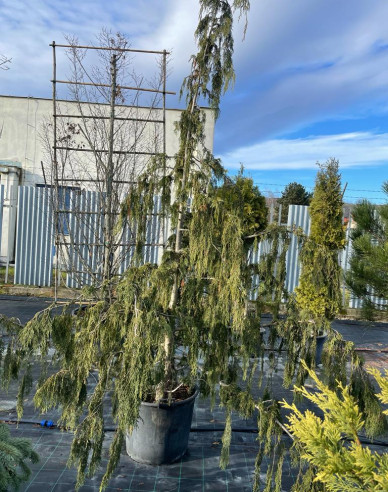 Cypruštek nutkanský  ´Pendula´