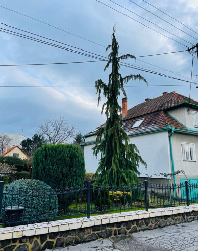 Cypruštek nutkanský  ´Pendula´