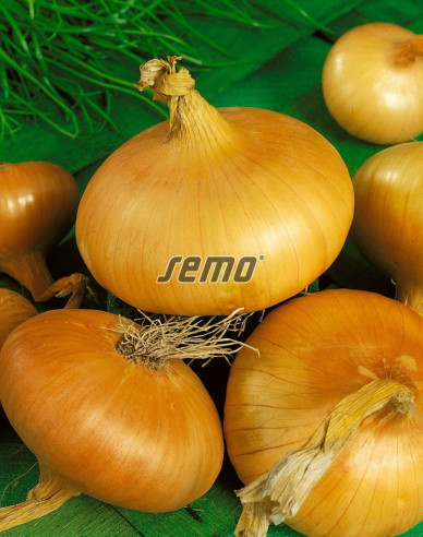 Semo Cibuľa kuchynská ´Štutgartská´