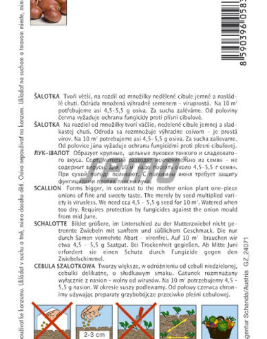 Semo Cibuľa šalotka ´Camelot F1´