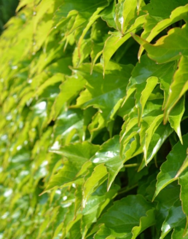 Pavinič trojlaločný ´Veitchii Robusta´