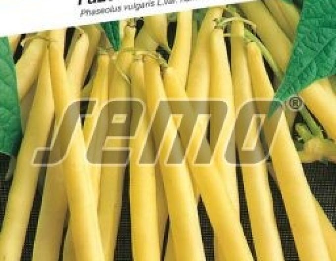 Semo Fazuľa záhradná kríčkovitá ´Maxidor´