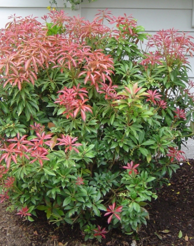 Pieris ´Forest Flame´
