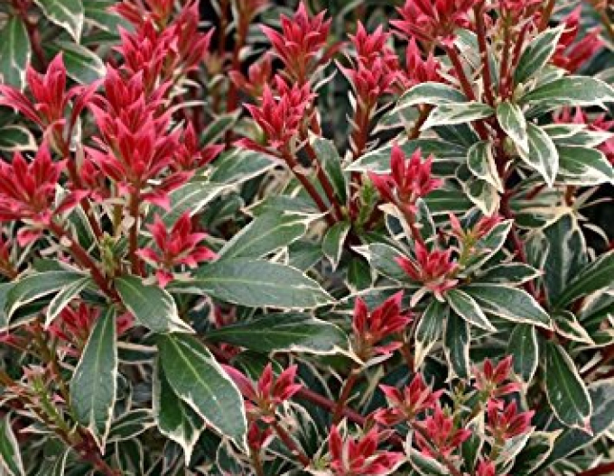 Pieris japonica ’Little Heath’
