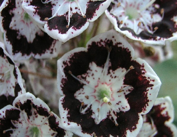 Kalmia širokolistá ´Black Label´