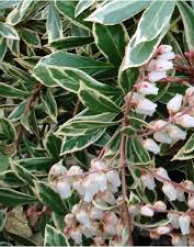 Pieris japonica ’Little Heath’