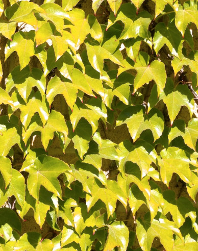 Pavinič trojlaločný  ´Fenway Park´