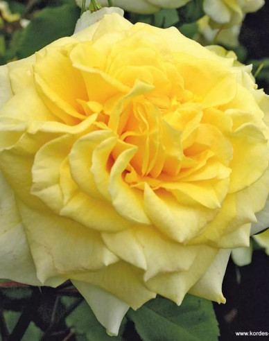 Ruža ´Sterntaler´