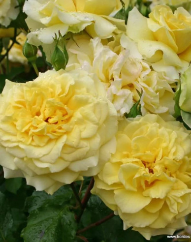 Ruža ´Sterntaler´