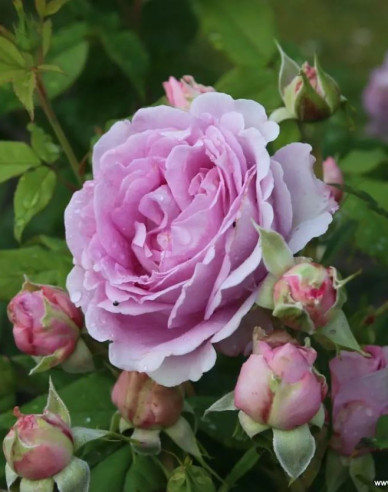 Ruža ´Königin Marie´