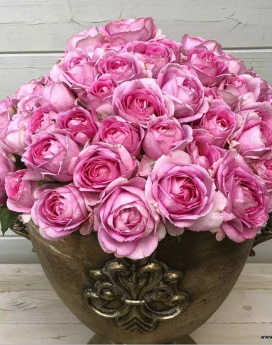 Ruža ´Königin Marie´