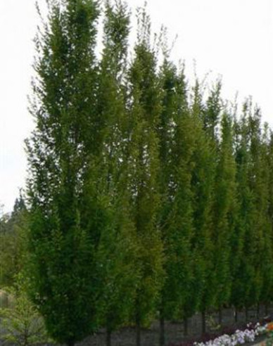 Hrab stĺpovitý ´Fastigiata´