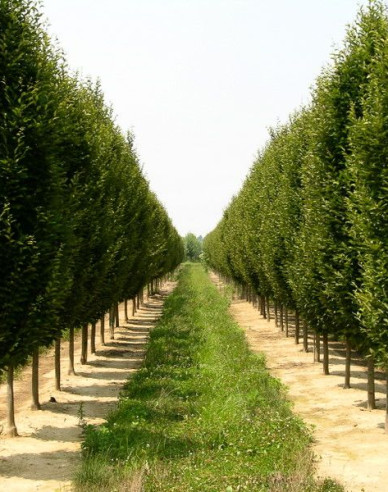 Hrab stĺpovitý ´Fastigiata´