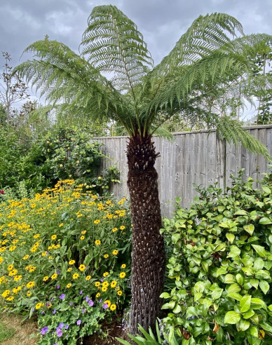 Diksónia Antarktica - Stromová papraď