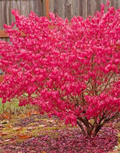 Bršlen krídlatý 40 - 50cm