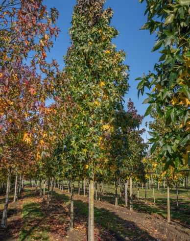 Ambrovník ´Slender Silhouette´