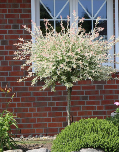 Vŕba japonská ’Hakuro-Nishiki’ na kmienku 150cm