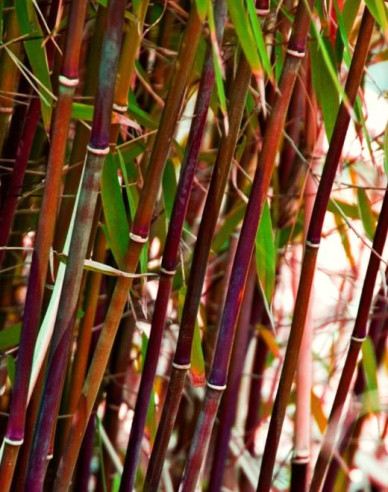 Bambus -  Fargesia Scabrida ´Asian Wonder´