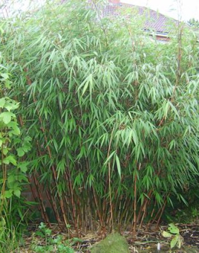 Bambus -  Fargesia Scabrida ´Asian Wonder´