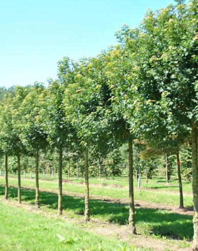 Javor poľný  ´Anny´s Globe´ na kmienku