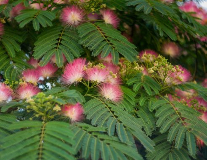 Albizia ružová  ’Evi’s Pride’