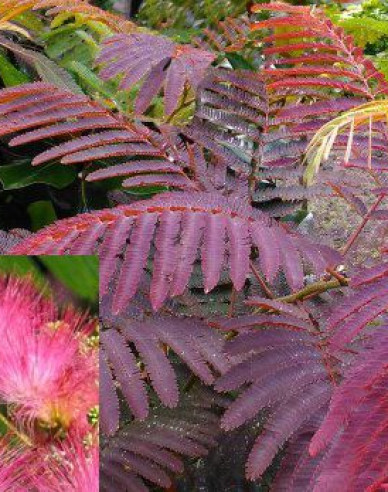 Albizia ružová  ’Evi’s Pride’