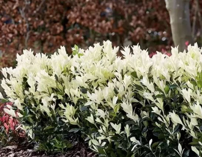 Bršlen japonský ´Himalaya´ 40 -50cm