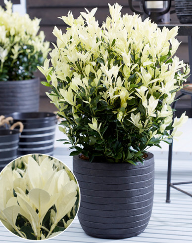 Bršlen japonský ´Himalaya´ 40 -50cm