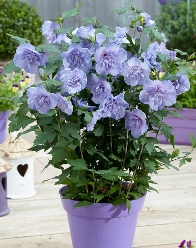 Ibištek sýrsky ´Blue Chiffon´