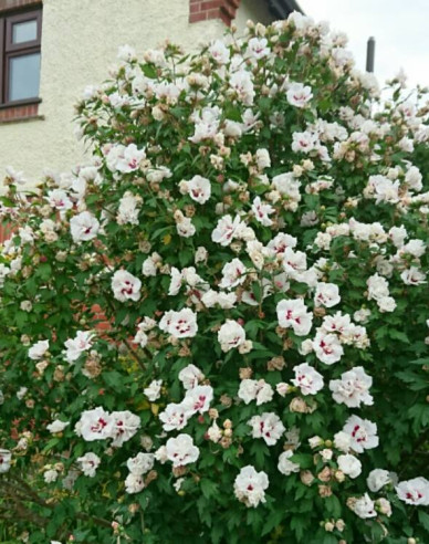 Ibištek sýrsky ´Lady Stanley´