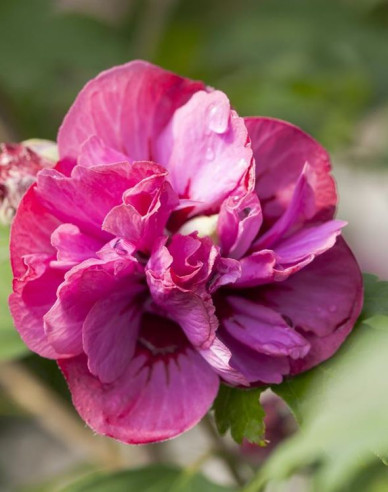 Ibištek sýrsky ´Duc De Brabant´