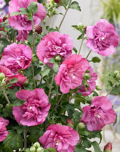 Ibištek sýrsky ´Duc De Brabant´