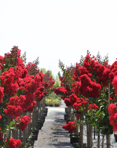 Myrta krepová ´Enduring Red ´ na kmienku