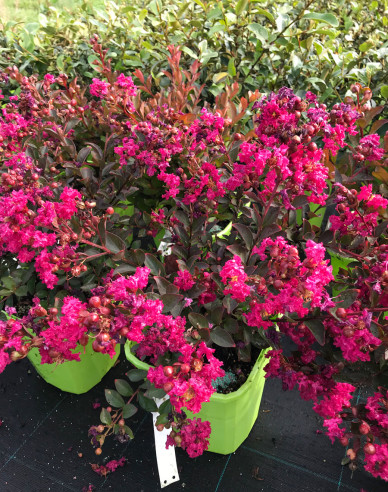 Myrta krepová ´Red Red Wine´