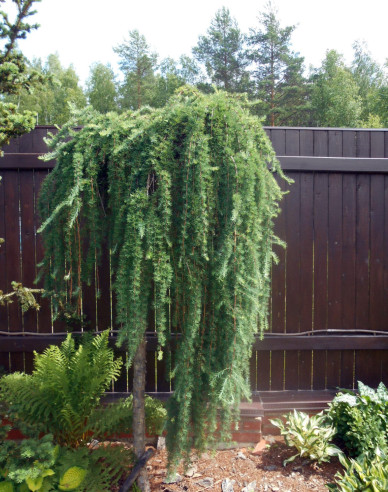 Smrekovec japonský ´Varley Pendula´ na kmienku