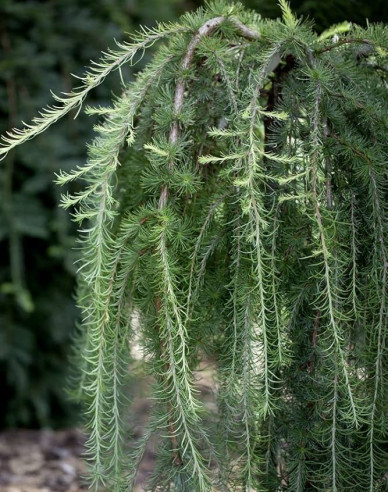 Smrekovec japonský ´Varley Pendula´ na kmienku