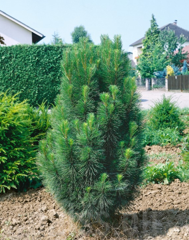 Borovica čierna ’ Green Tower´