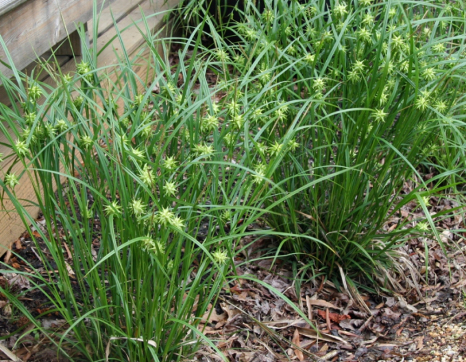 Ostrica "Gray´s sedge"
