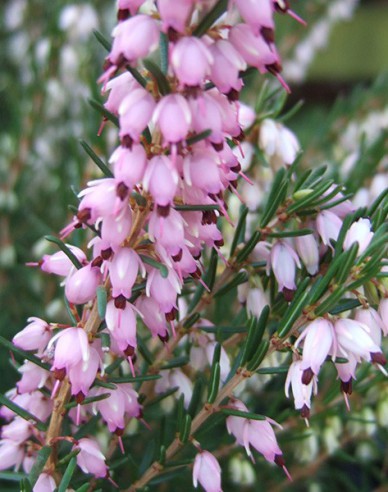 Vresovec pleťový ´Mary Helen´