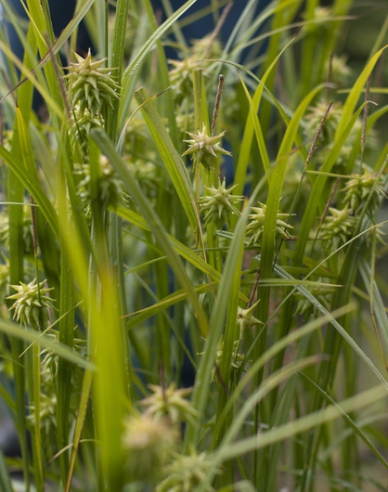 Ostrica "Gray´s sedge"