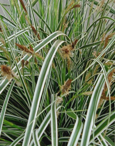 Ostrica ošimenská ´Everest´