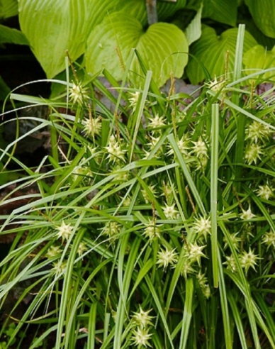 Ostrica "Gray´s sedge"