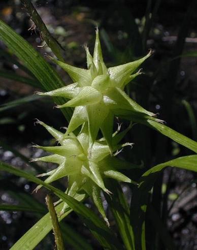 Ostrica "Gray´s sedge"