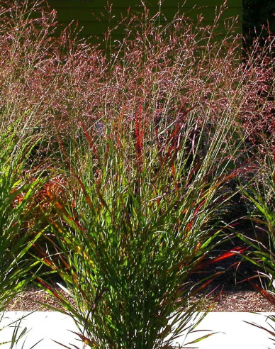 Proso okrasné ´Cardinal´