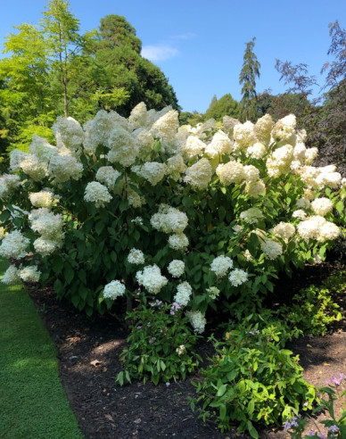 Hortenzia metlinatá ´Phantom´