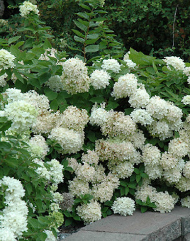 Hortenzia metlinatá ´Grandiflora´