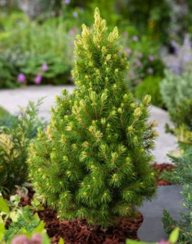 Smrek biely ´Rainbow´s End´